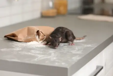 Hearing Scratching but Seeing Nothing? It Could Be Rodents Inside Your Walls